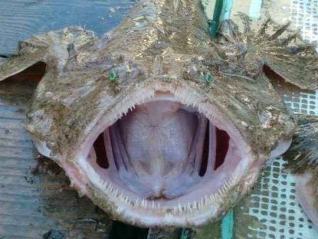 con ca xau nhu quy, rang sac nhon ghe nguoi ma gia hon 1 trieu/kg hinh anh 7