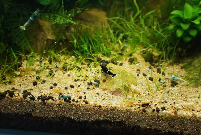 con chi dai bang ngon ut,