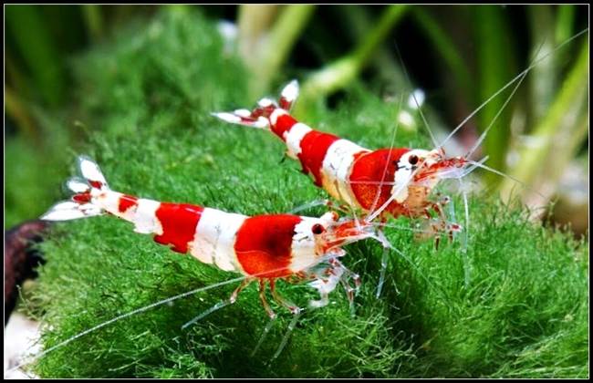 con chi dai bang ngon ut,