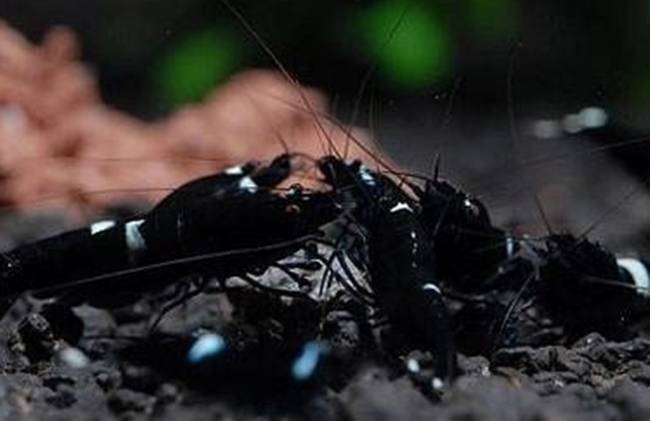 con chi dai bang ngon ut,