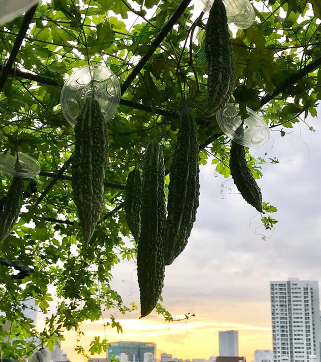 me dam sai gon trong rau san thuong tot um nhu...rau qua