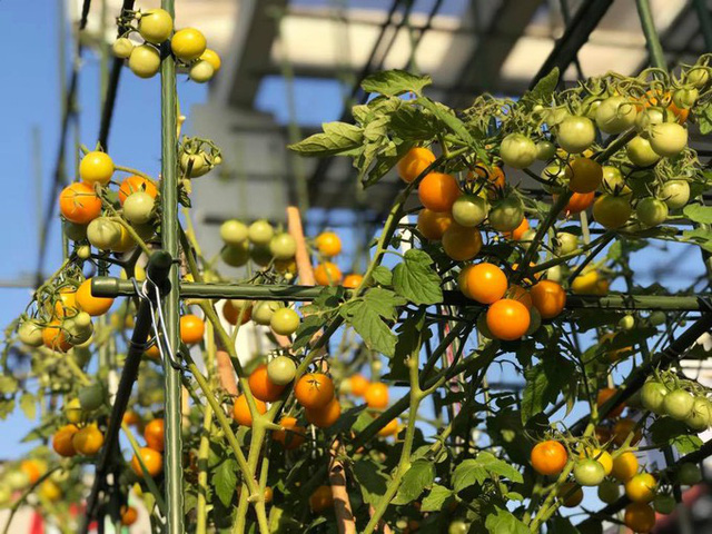 me dam sai gon trong rau san thuong tot um nhu...rau qua