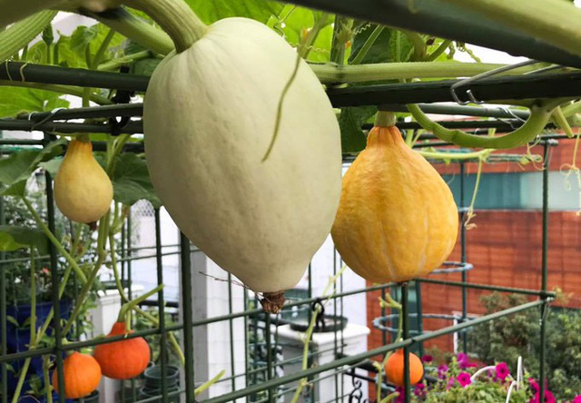 me dam sai gon trong rau san thuong tot um nhu...rau qua