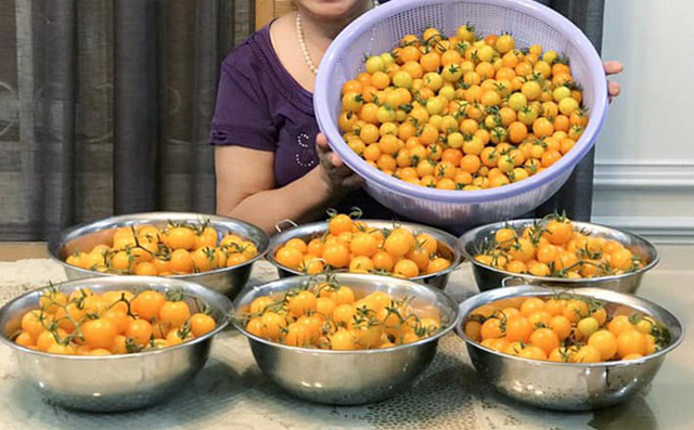 me dam sai gon trong rau san thuong tot um nhu...rau qua