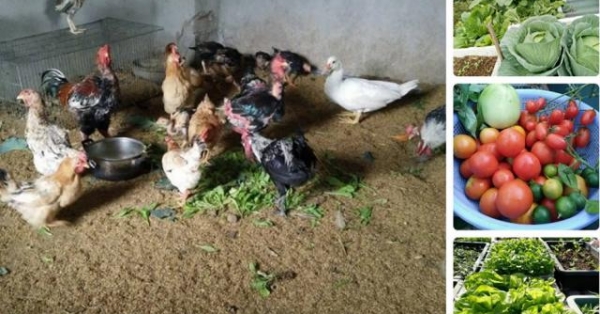 'Nông trại' trên sân thượng trồng rau, nuôi gà của mẹ đảm Quảng Ninh