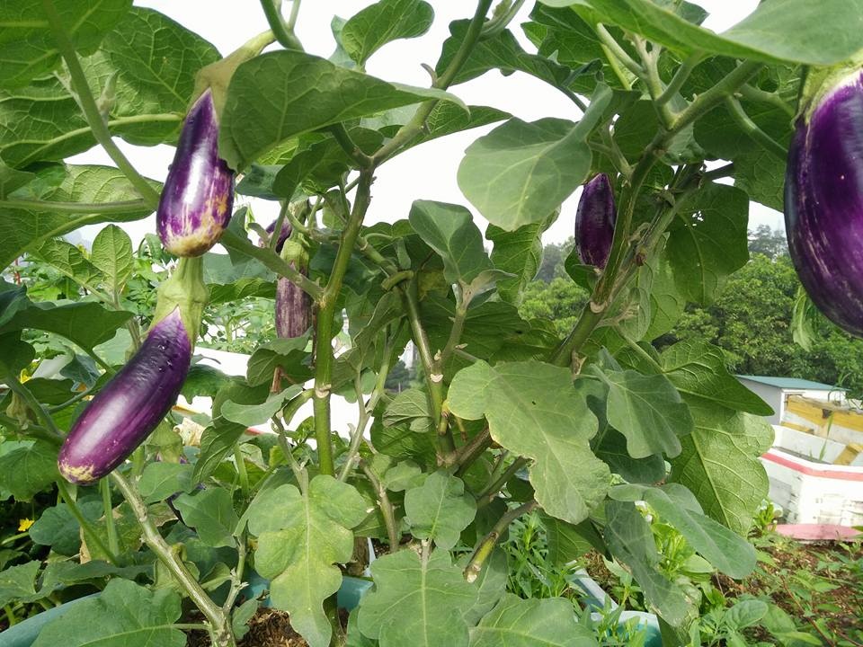 'nong trai' tren san thuong trong rau xanh, nuoi ga sach cua me dam quang ninh hinh anh 3