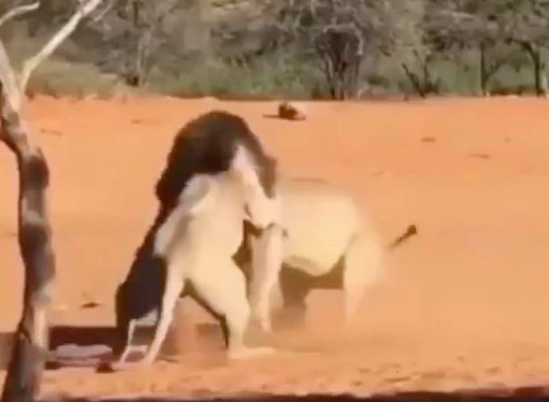 video: su tu kich chien tranh gianh con cai dung cach vai met hinh anh 1