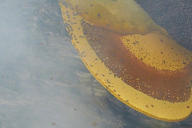 lieu mang lay thu ban 4 trieu/kg, say chan la