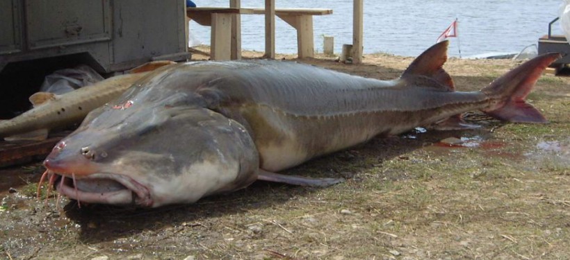 bi an ve loai ca tam tien vua khong lo nang ca tan, sap tuyet chung hinh anh 4