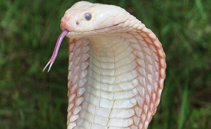 Chia sẻ 55 về hình nền con rắn hay nhất  cdgdbentreeduvn