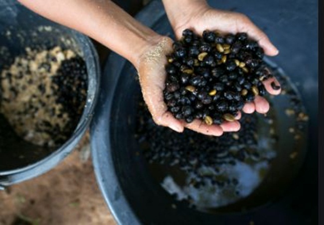 thu quy nhu vang trong phan voi, muon mua cung kho, gia 25 trieu dong/kg hinh anh 12