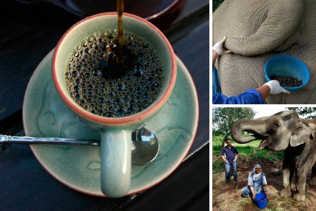 thu quy nhu vang trong phan voi, muon mua cung kho, gia 25 trieu dong/kg hinh anh 10