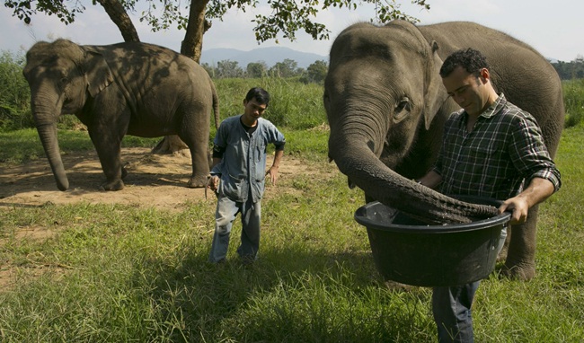 thu quy nhu vang trong phan voi, muon mua cung kho, gia 25 trieu dong/kg hinh anh 4