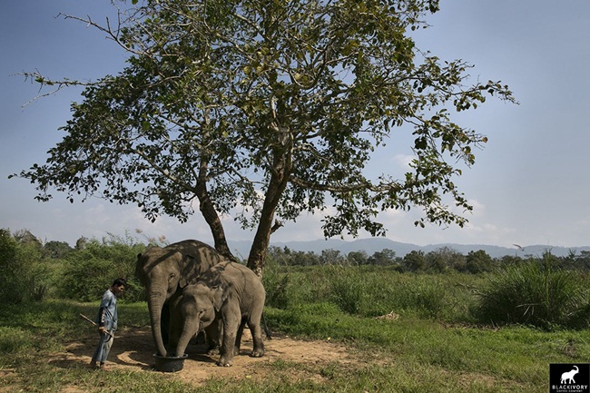 thu quy nhu vang trong phan voi, muon mua cung kho, gia 25 trieu dong/kg hinh anh 7