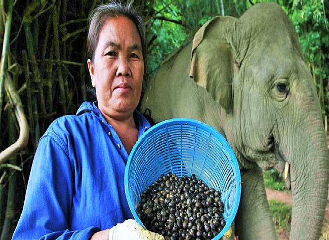 thu quy nhu vang trong phan voi, muon mua cung kho, gia 25 trieu dong/kg hinh anh 9