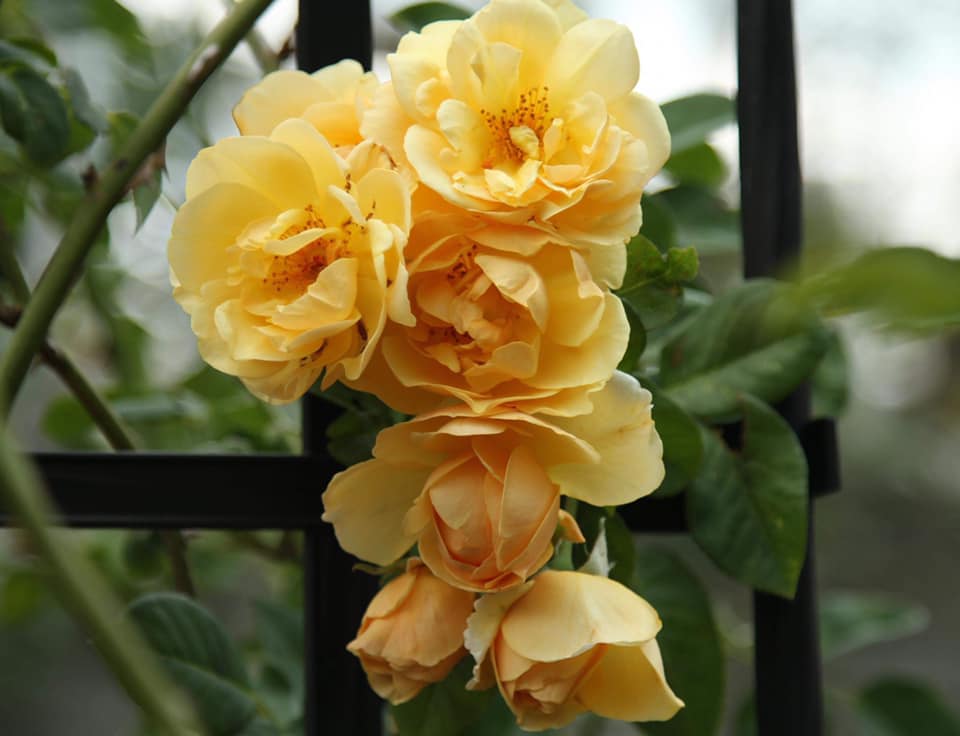 doc dao vuon hong tram goc trong trong