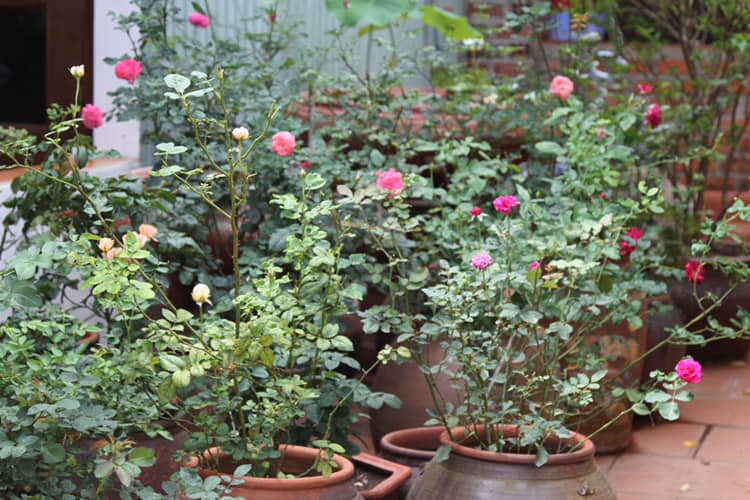 doc dao vuon hong tram goc trong trong