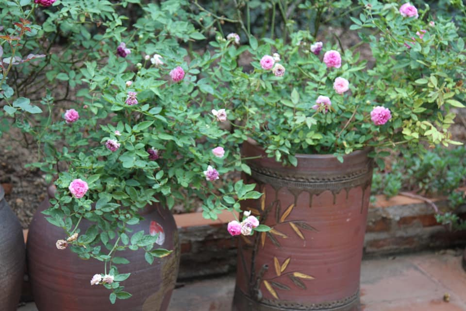 doc dao vuon hong tram goc trong trong