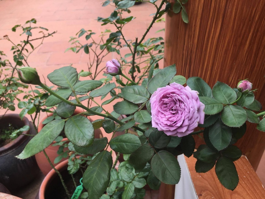 doc dao vuon hong tram goc trong trong