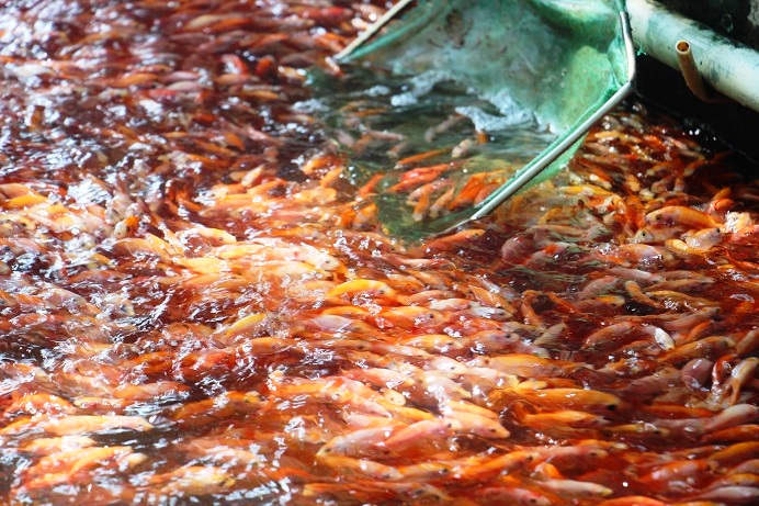 nuoi bat ngan loai ca 'sieu dep', anh luyen dut tui hon 2 ty moi nam hinh anh 1