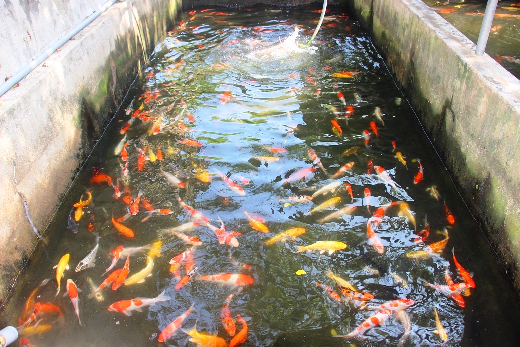 nuoi bat ngan loai ca 'sieu dep', anh luyen dut tui hon 2 ty moi nam hinh anh 2