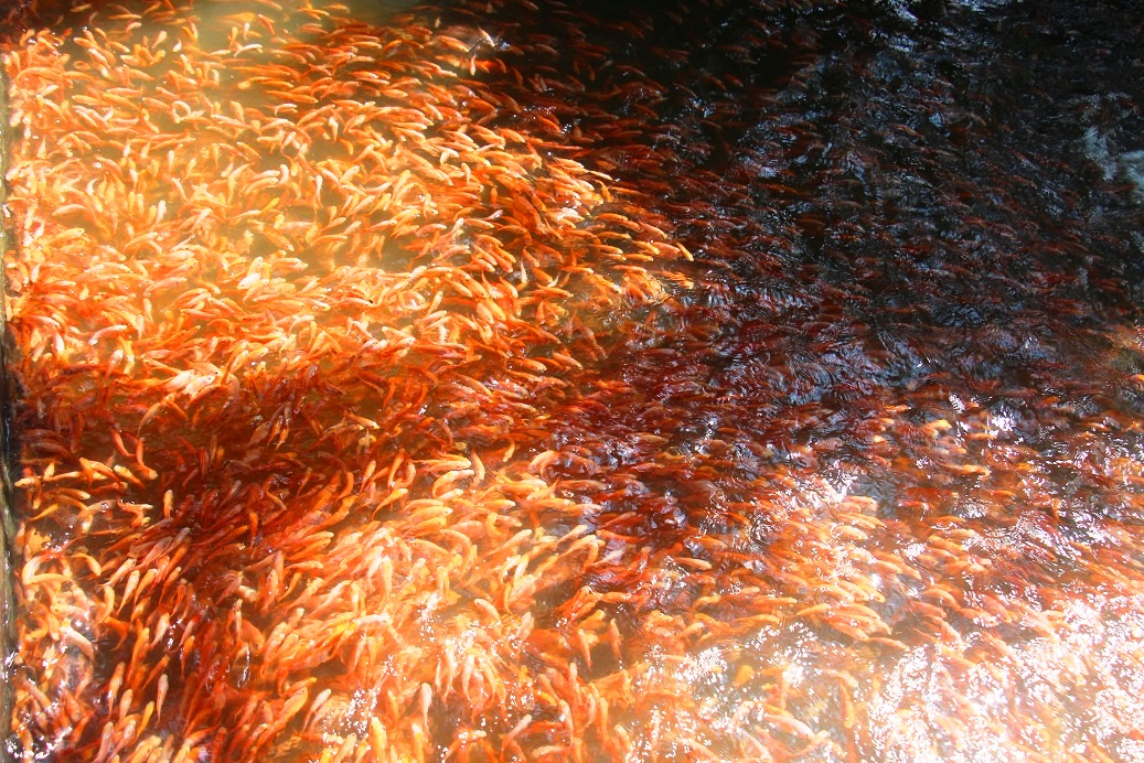 nuoi bat ngan loai ca 'sieu dep', anh luyen dut tui hon 2 ty moi nam hinh anh 8