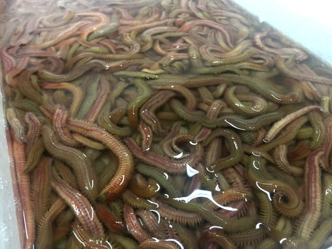 tham nhap kho hang “loc troi” lon nhat mien bac hinh anh 4