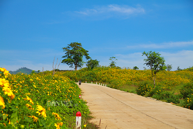 me man ngam hoa da quy vang ruc tren nui lua chu dang ya hinh anh 1