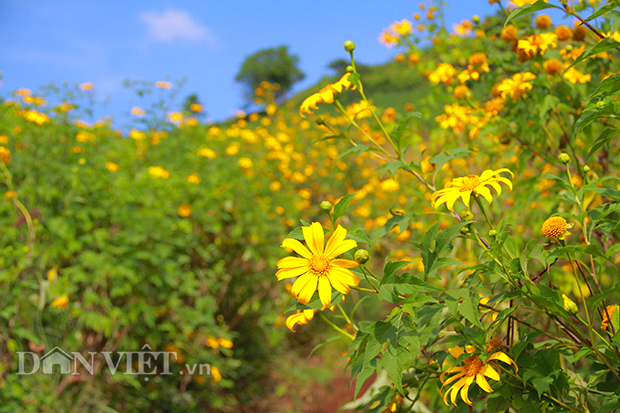 me man ngam hoa da quy vang ruc tren nui lua chu dang ya hinh anh 4