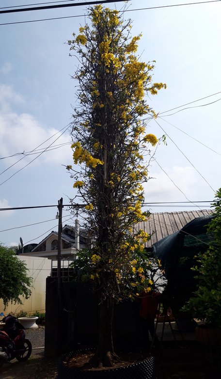 cay mai hinh “quat ba tieu” khong lo gia gan 1 ti doc nhat mien tay hinh anh 3