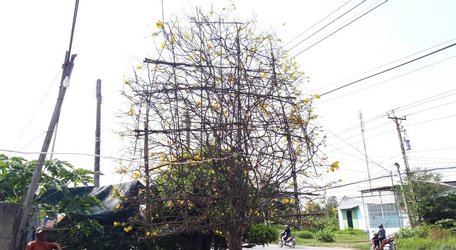 cay mai hinh “quat ba tieu” khong lo gia gan 1 ti doc nhat mien tay hinh anh 1