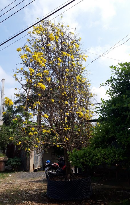 cay mai hinh “quat ba tieu” khong lo gia gan 1 ti doc nhat mien tay hinh anh 2