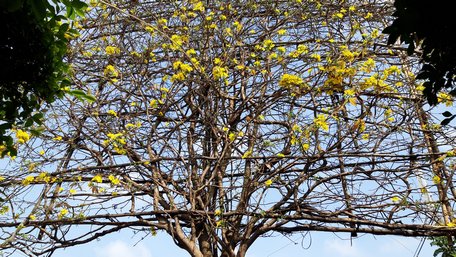 cay mai hinh “quat ba tieu” khong lo gia gan 1 ti doc nhat mien tay hinh anh 4