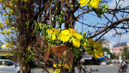 cay mai hinh “quat ba tieu” khong lo gia gan 1 ti doc nhat mien tay hinh anh 5