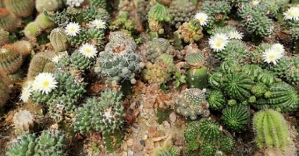 Bộ sưu tập xương rồng cả nghìn loại cực quý hiếm và đắt ở miền Tây