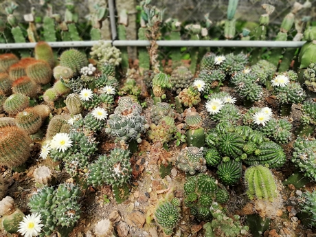 bo suu tap xuong rong ca nghin loai cuc quy hiem va dat o mien tay hinh anh 2