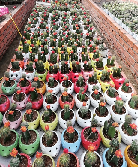 bo suu tap xuong rong ca nghin loai cuc quy hiem va dat o mien tay hinh anh 3