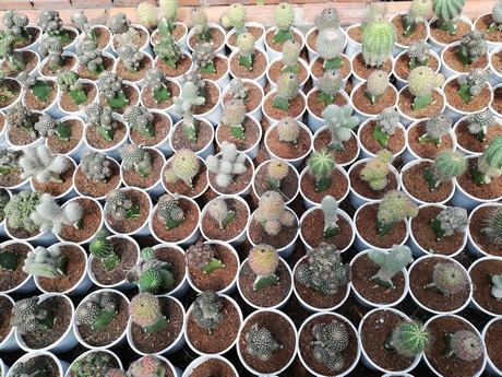 bo suu tap xuong rong ca nghin loai cuc quy hiem va dat o mien tay hinh anh 4