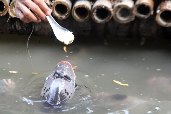 qua doc, la can tho: dut tung thia com cho ca an nhu dut cho em be hinh anh 4