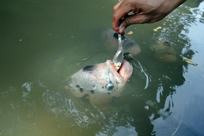 qua doc, la can tho: dut tung thia com cho ca an nhu dut cho em be hinh anh 8