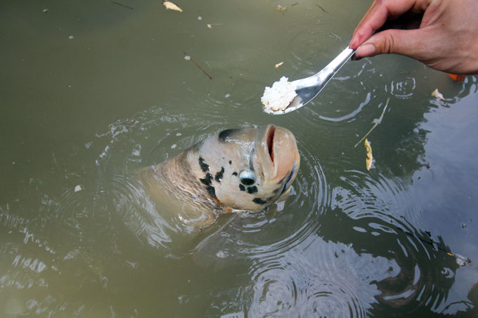 qua doc, la can tho: dut tung thia com cho ca an nhu dut cho em be hinh anh 5