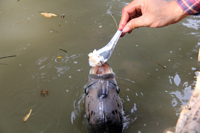 qua doc, la can tho: dut tung thia com cho ca an nhu dut cho em be hinh anh 6