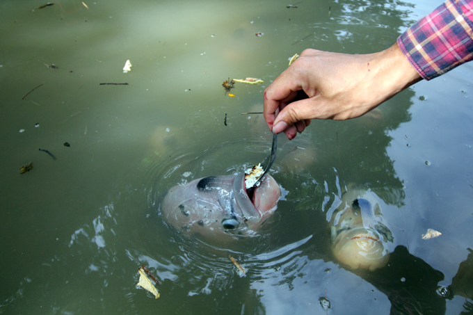 qua doc, la can tho: dut tung thia com cho ca an nhu dut cho em be hinh anh 7