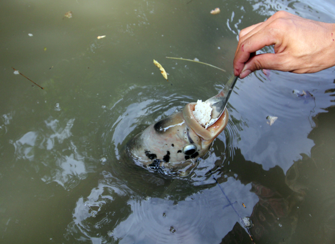 qua doc, la can tho: dut tung thia com cho ca an nhu dut cho em be hinh anh 3