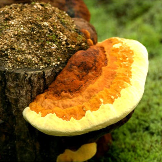 thap dai dac san nam dep nhu co tich lai ngon bo quy nhat dat viet hinh anh 3