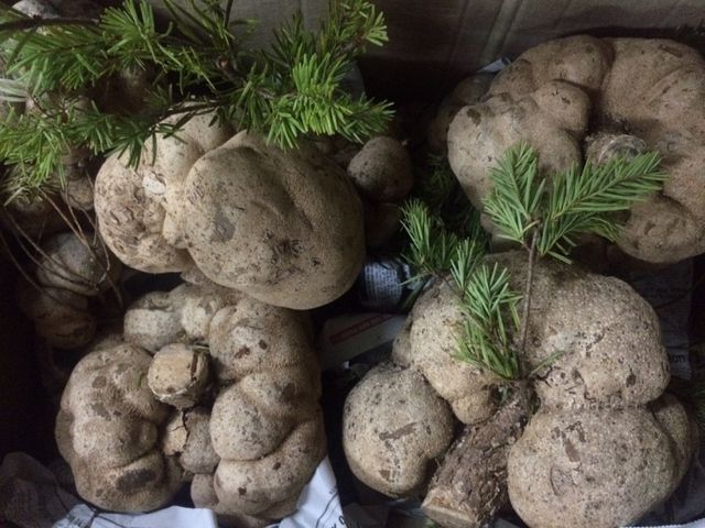 thap dai dac san nam dep nhu co tich lai ngon bo quy nhat dat viet hinh anh 6