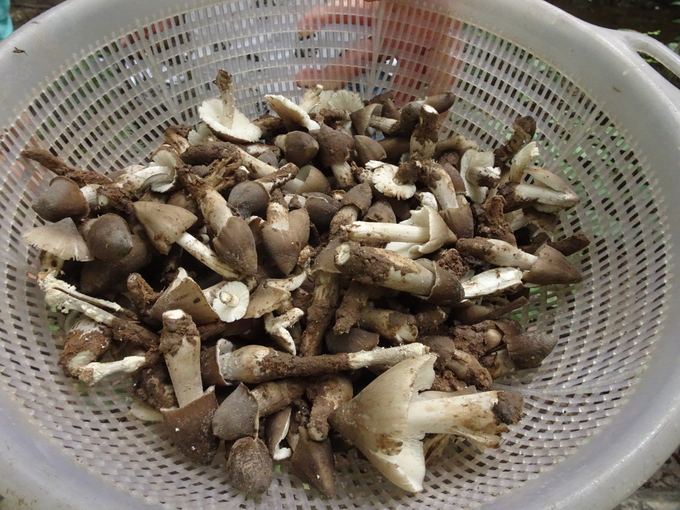 thap dai dac san nam dep nhu co tich lai ngon bo quy nhat dat viet hinh anh 7