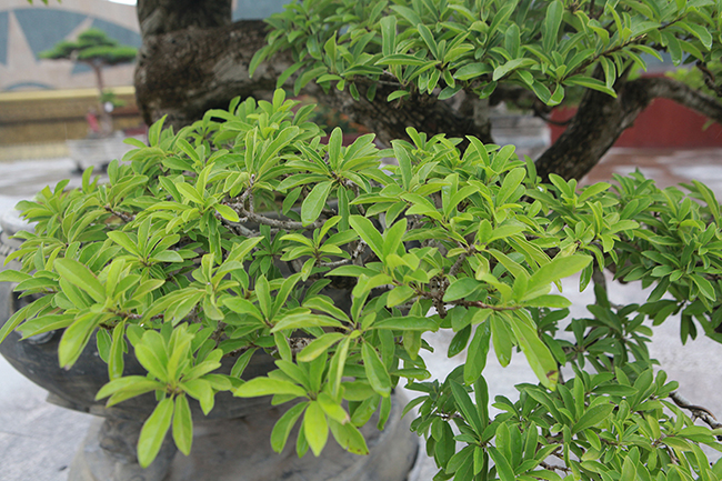 cay man rung 50 tuoi than nut nhu da ca sau gia hon 1 ty hinh anh 10