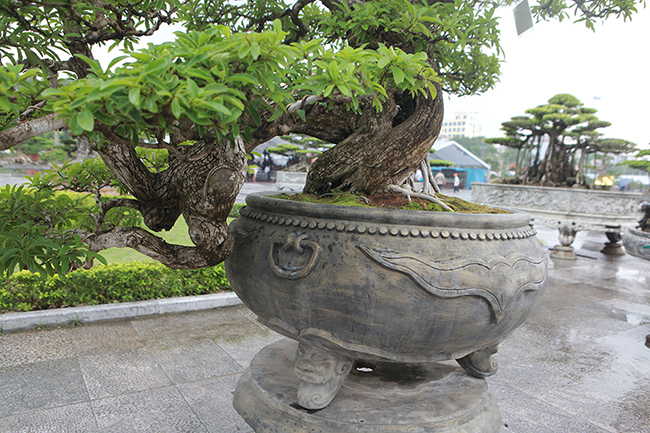 cay man rung 50 tuoi than nut nhu da ca sau gia hon 1 ty hinh anh 11