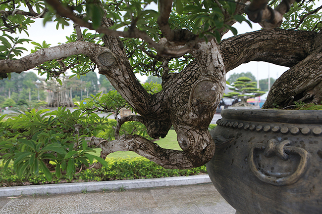 cay man rung 50 tuoi than nut nhu da ca sau gia hon 1 ty hinh anh 12